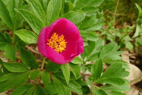 Peony 'Coral Charm'