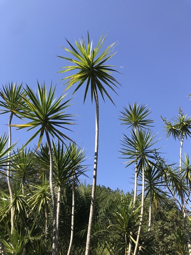 Dragon Tree