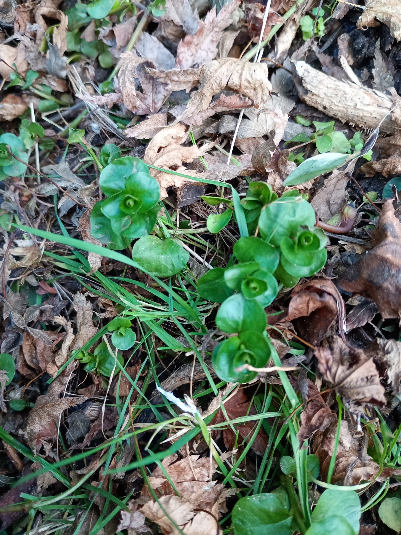 Creeping Jenny
