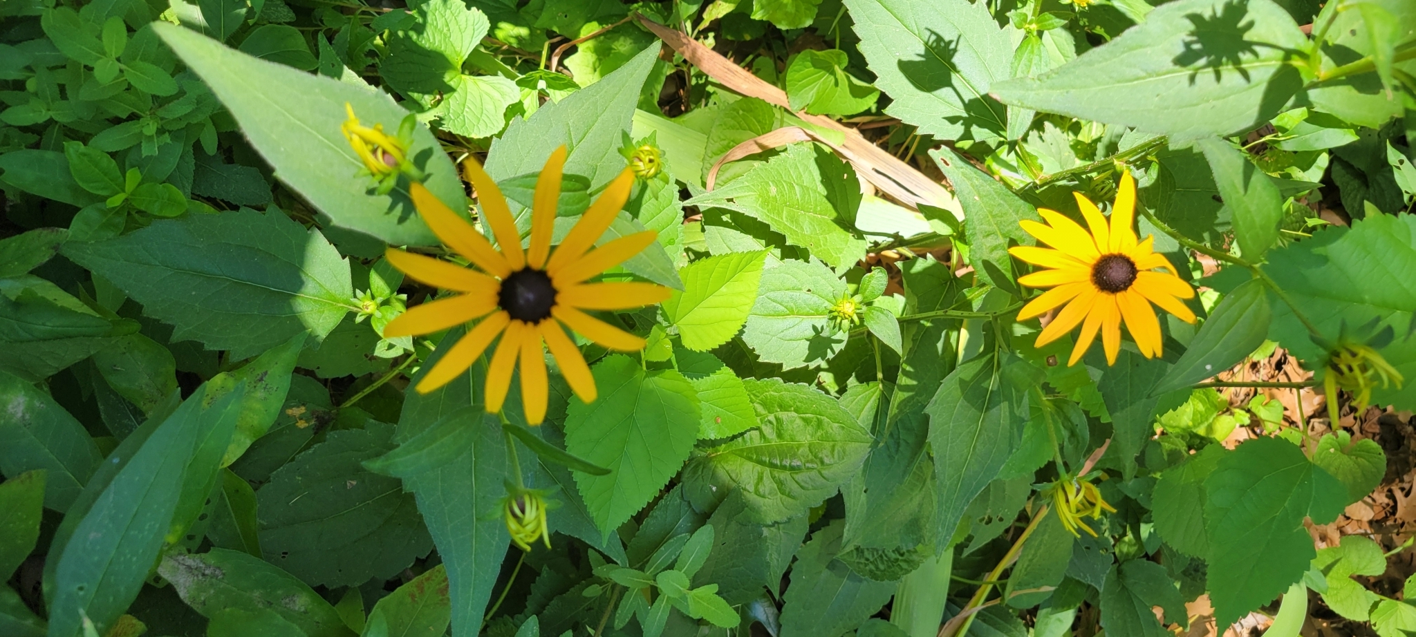 Black-Eyed Susan 'Goldsturm'
