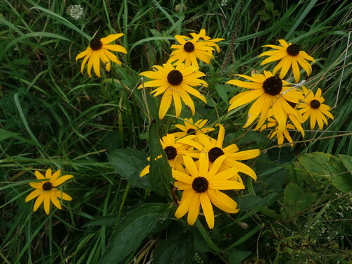 Black-Eyed Susan 'Goldsturm'