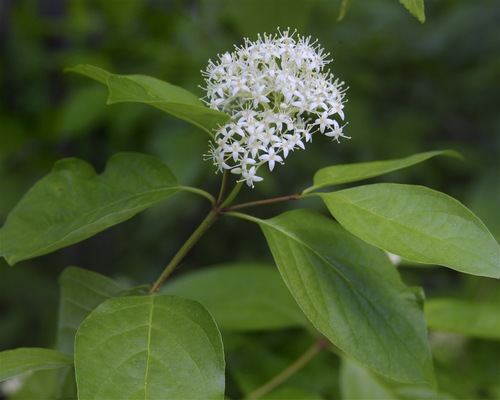 Gray Dogwood