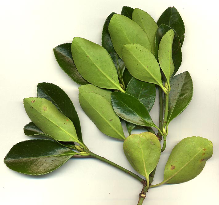 Japanese Euonymus