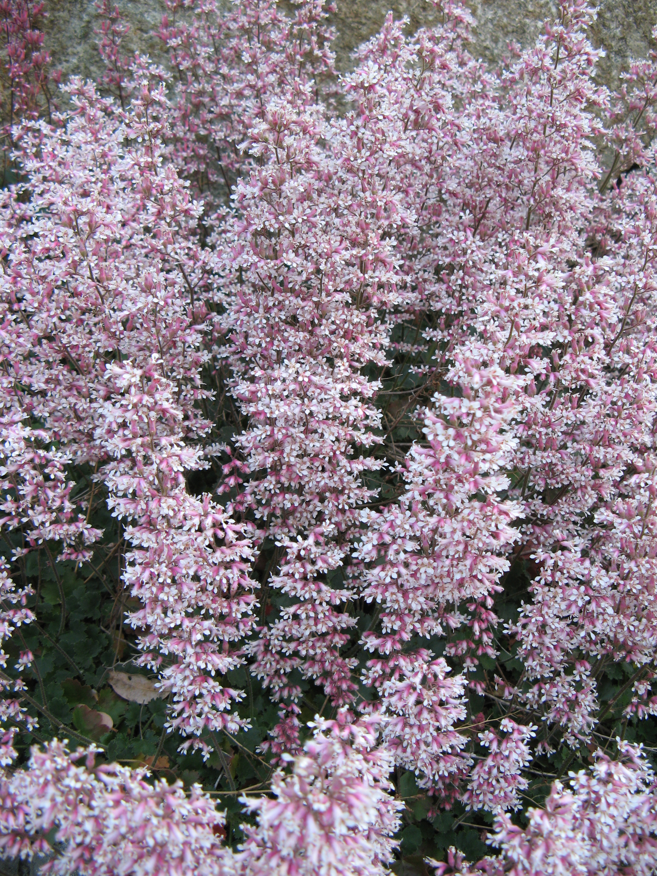 Coral Bells