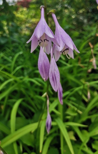 Proven Winners Plantain Lily True