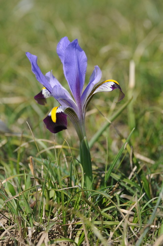 Bearded Iris 'Gypsy Lord'