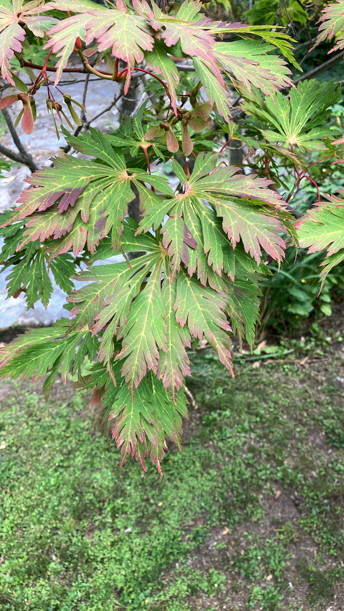 Snakebark Japanese Maple