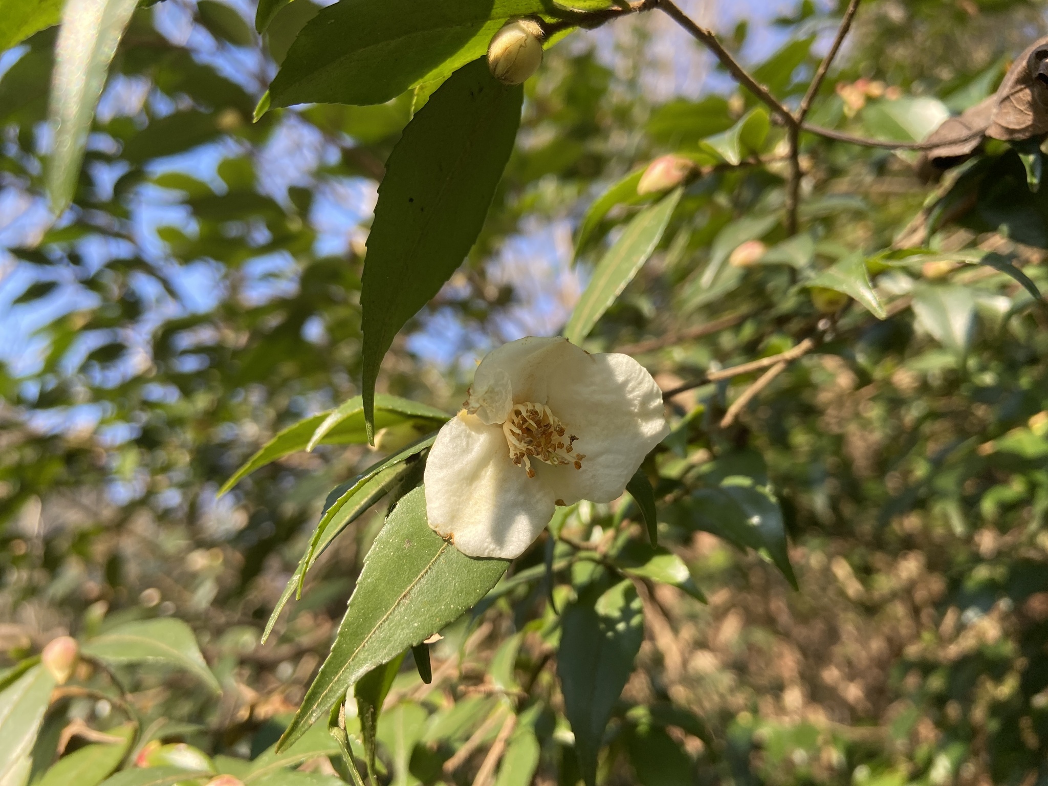 Camellia