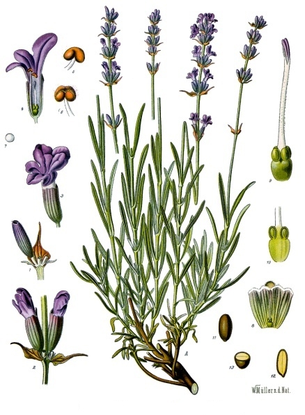 English Lavender True