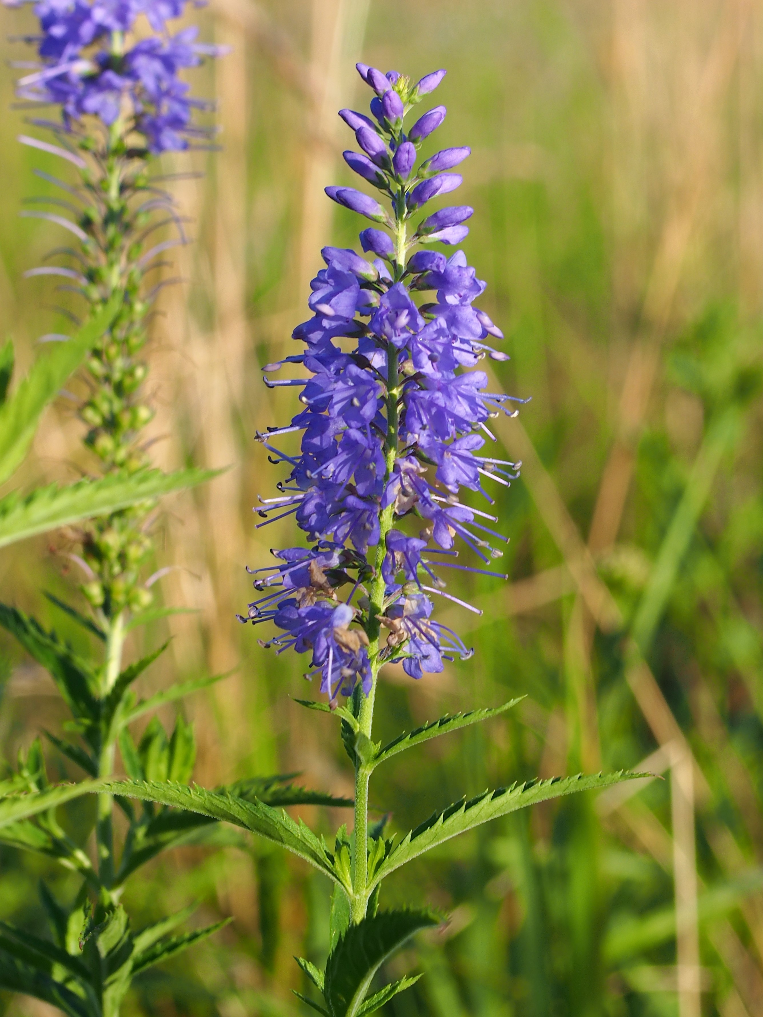 Speedwell