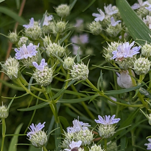 Mountain Mint