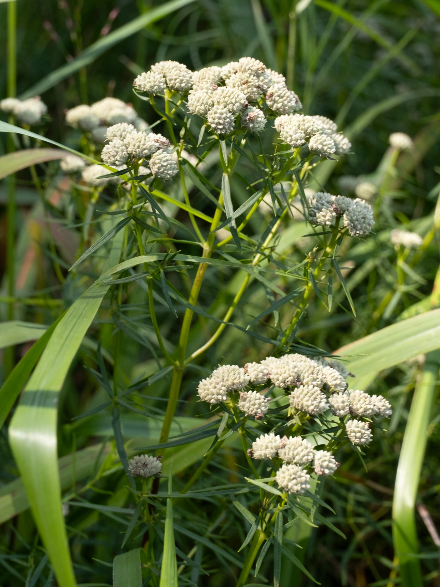 Mountain Mint