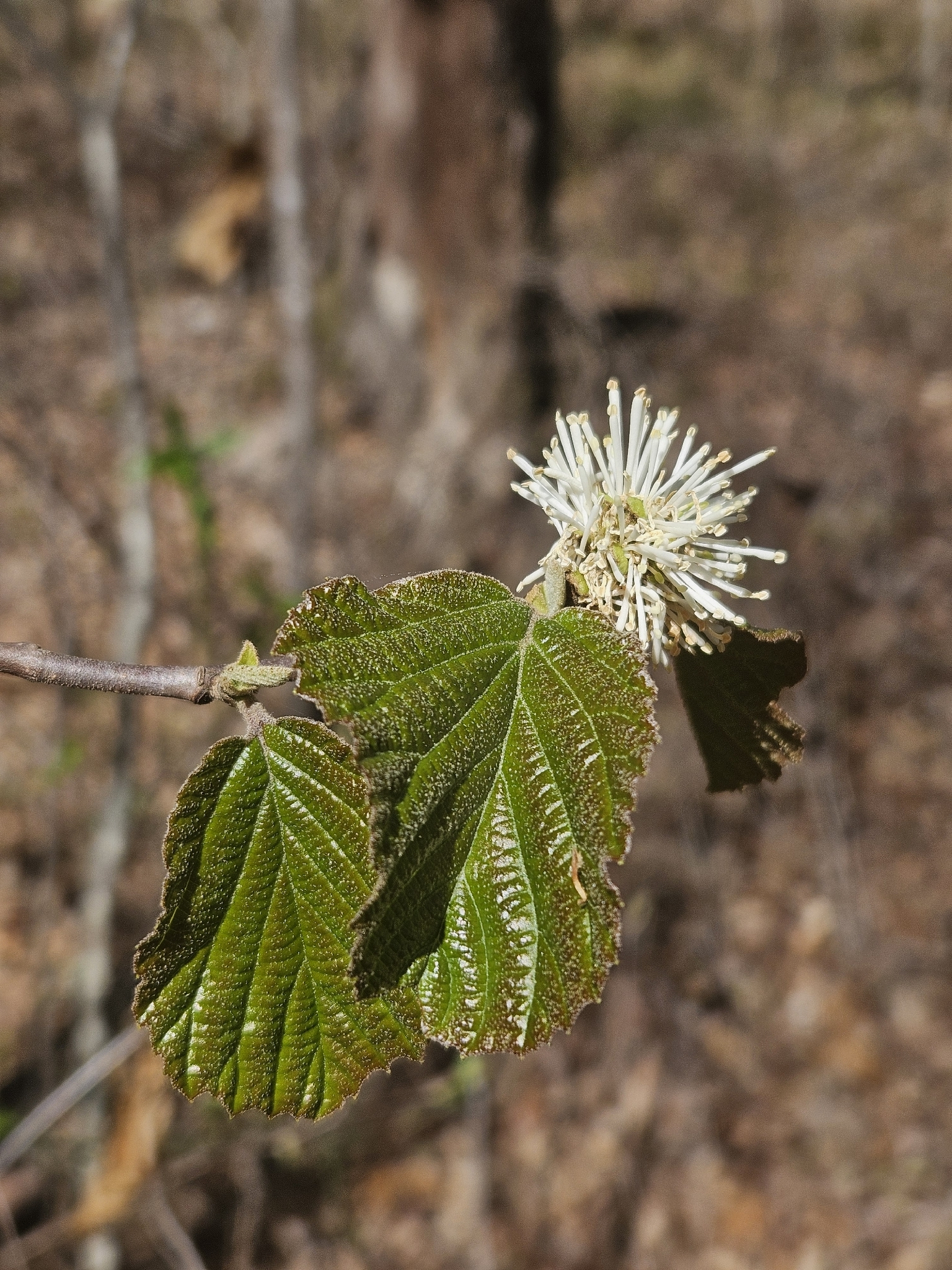 Dwarf Fothergilla