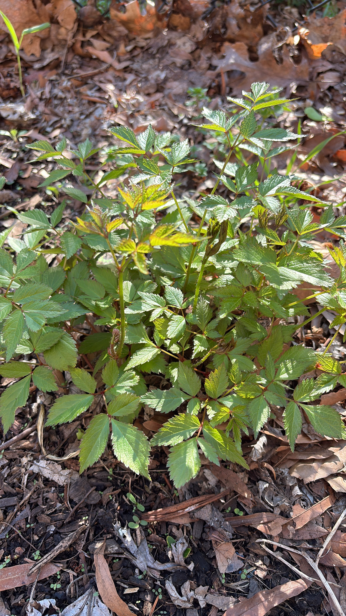 Chinese Astilbe