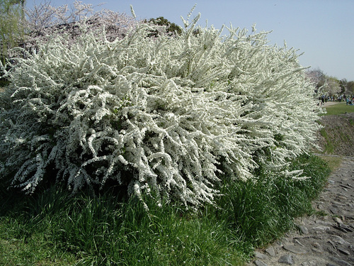 Ogon Spirea