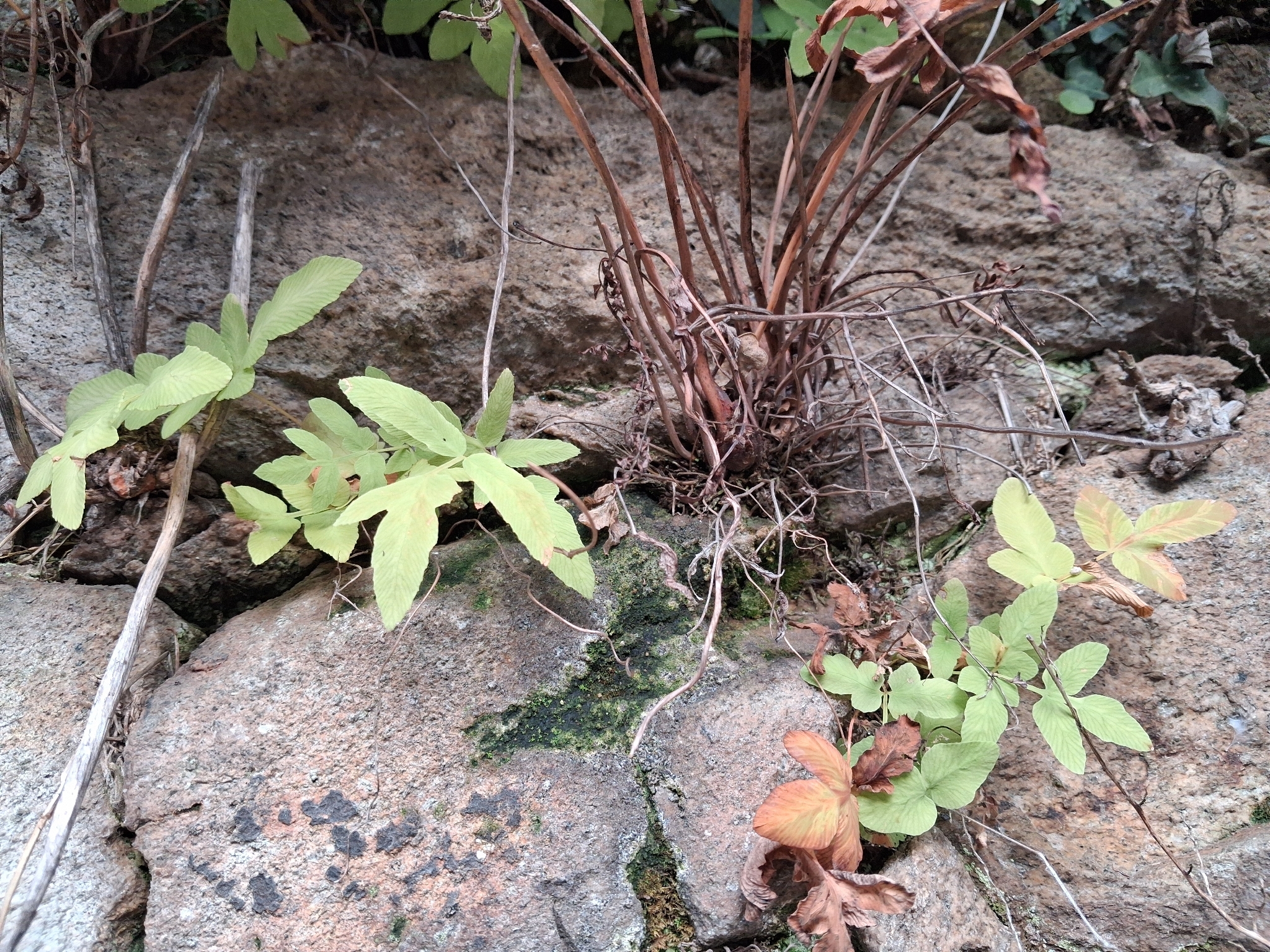 Royal Fern