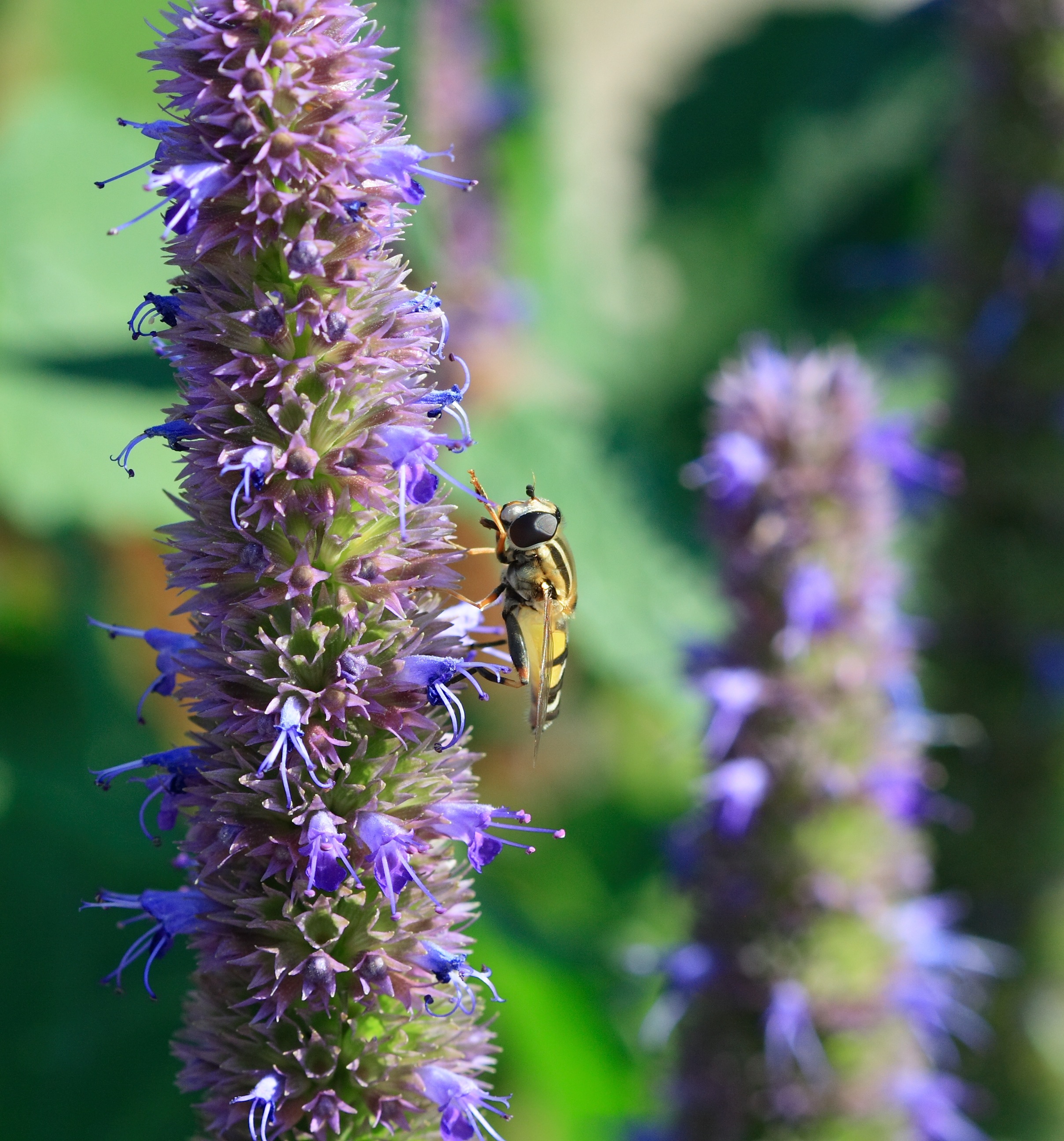 Anise Hyssop 'Pink Pearl'