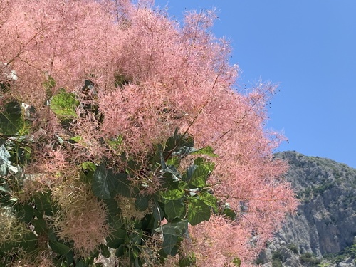 Smoke Bush