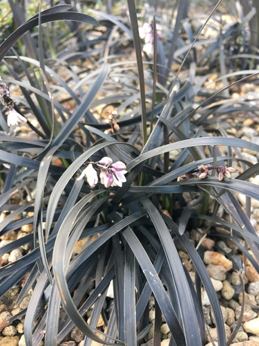 Black Mondo Grass