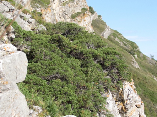 Parson's Juniper