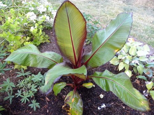 Red Banana