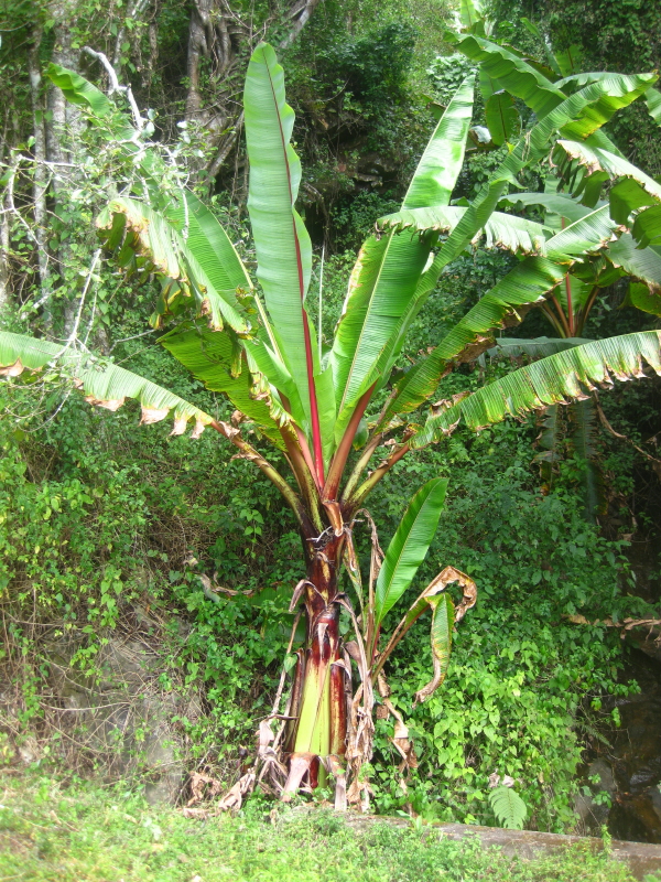 Red Banana