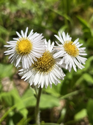 Robin's Plantain