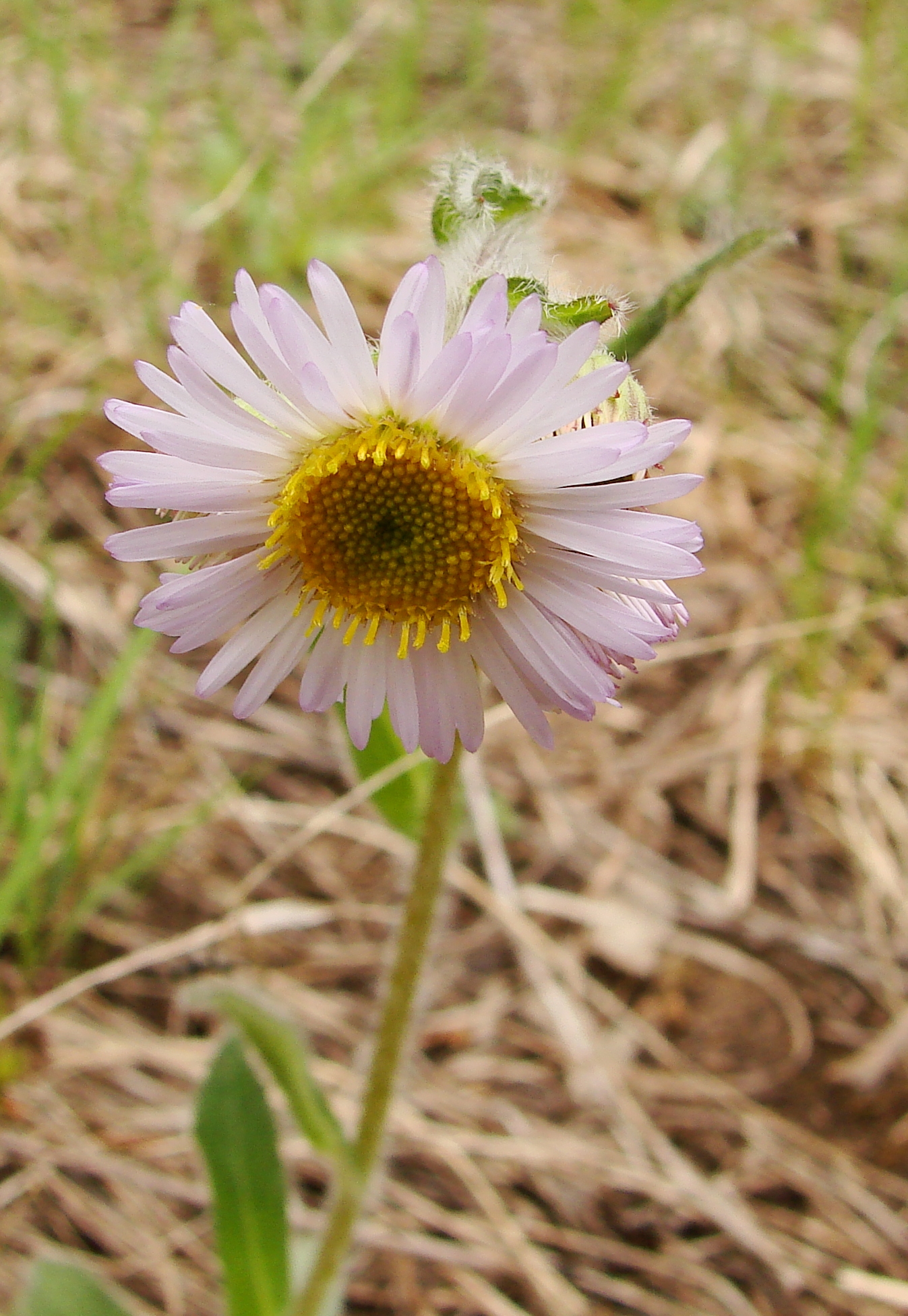 Robin's Plantain
