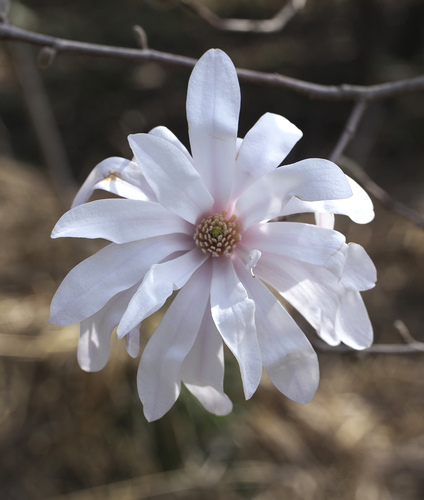 Saucer Magnolia
