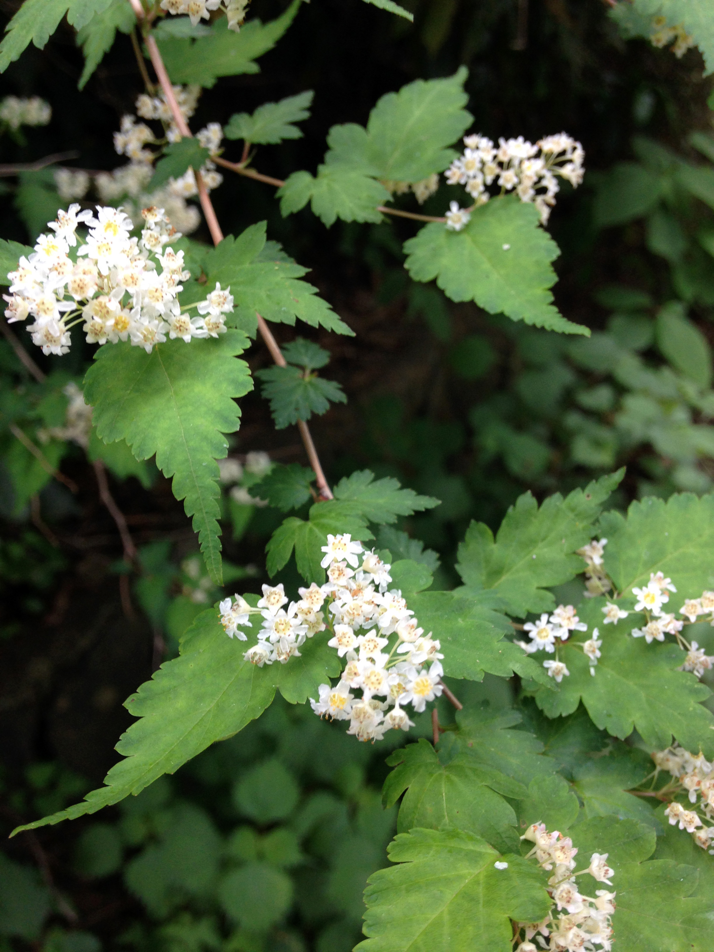 Cutleaf Stephanandra