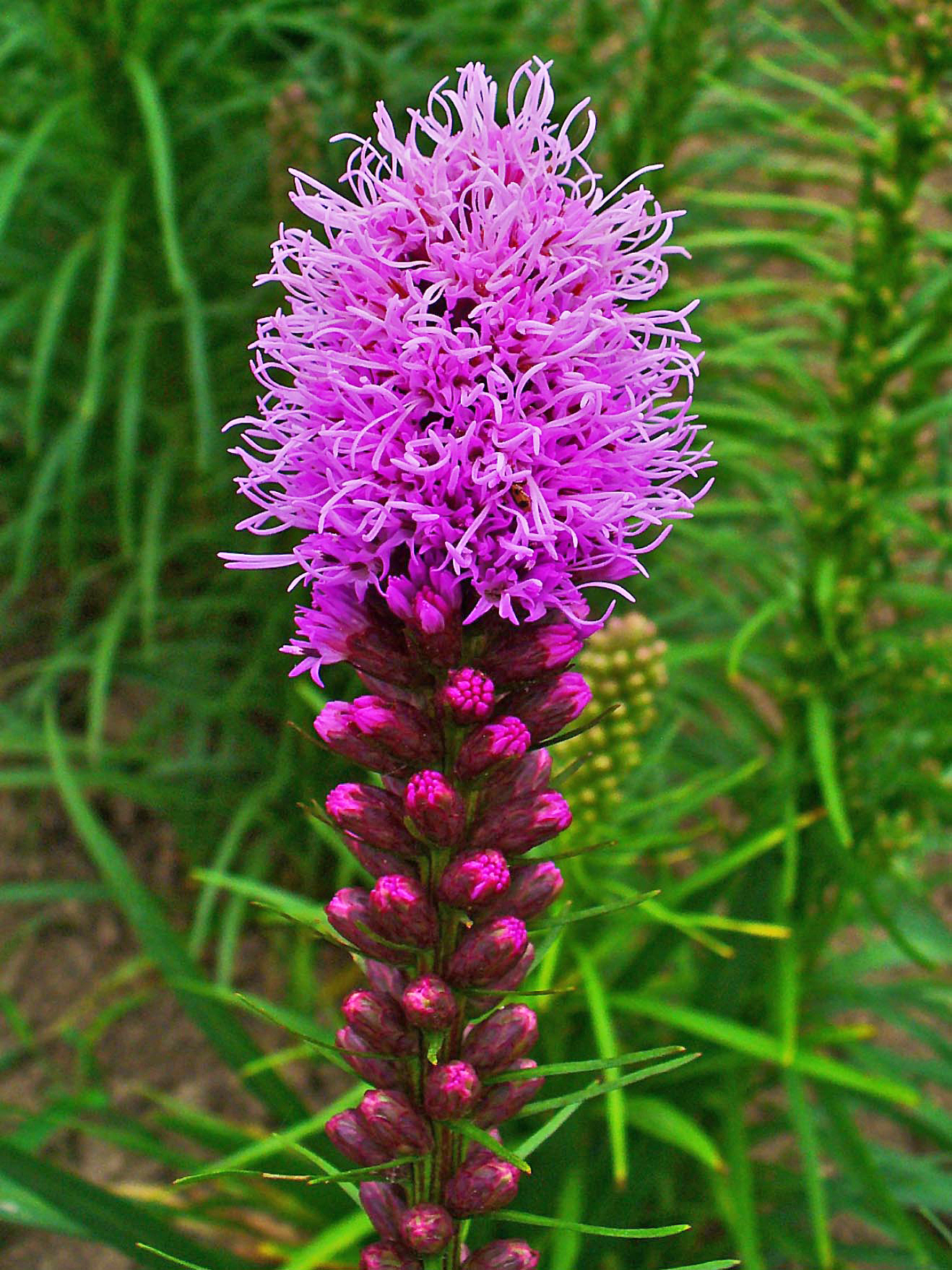 Gayfeather