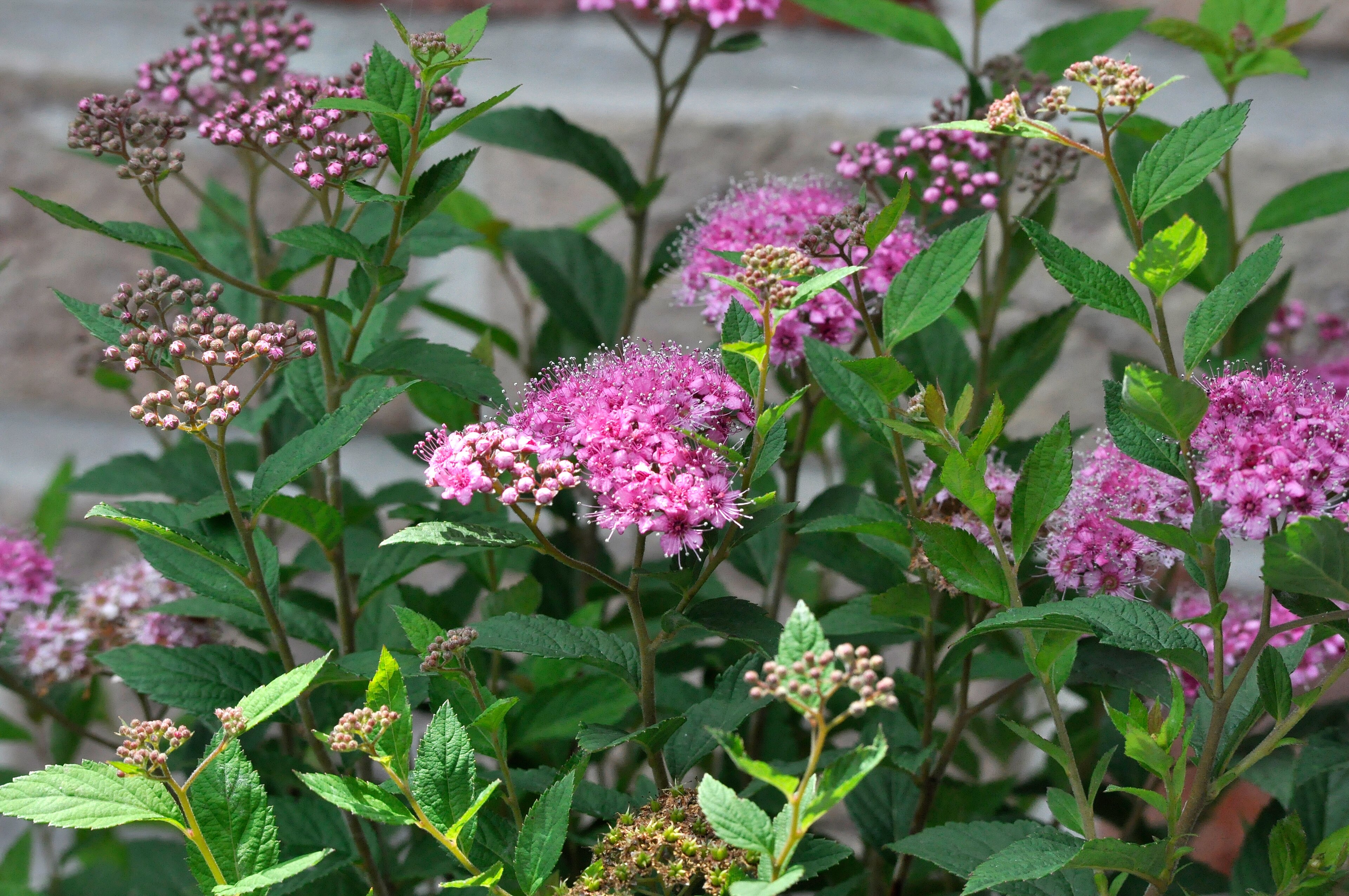 Spirea True
