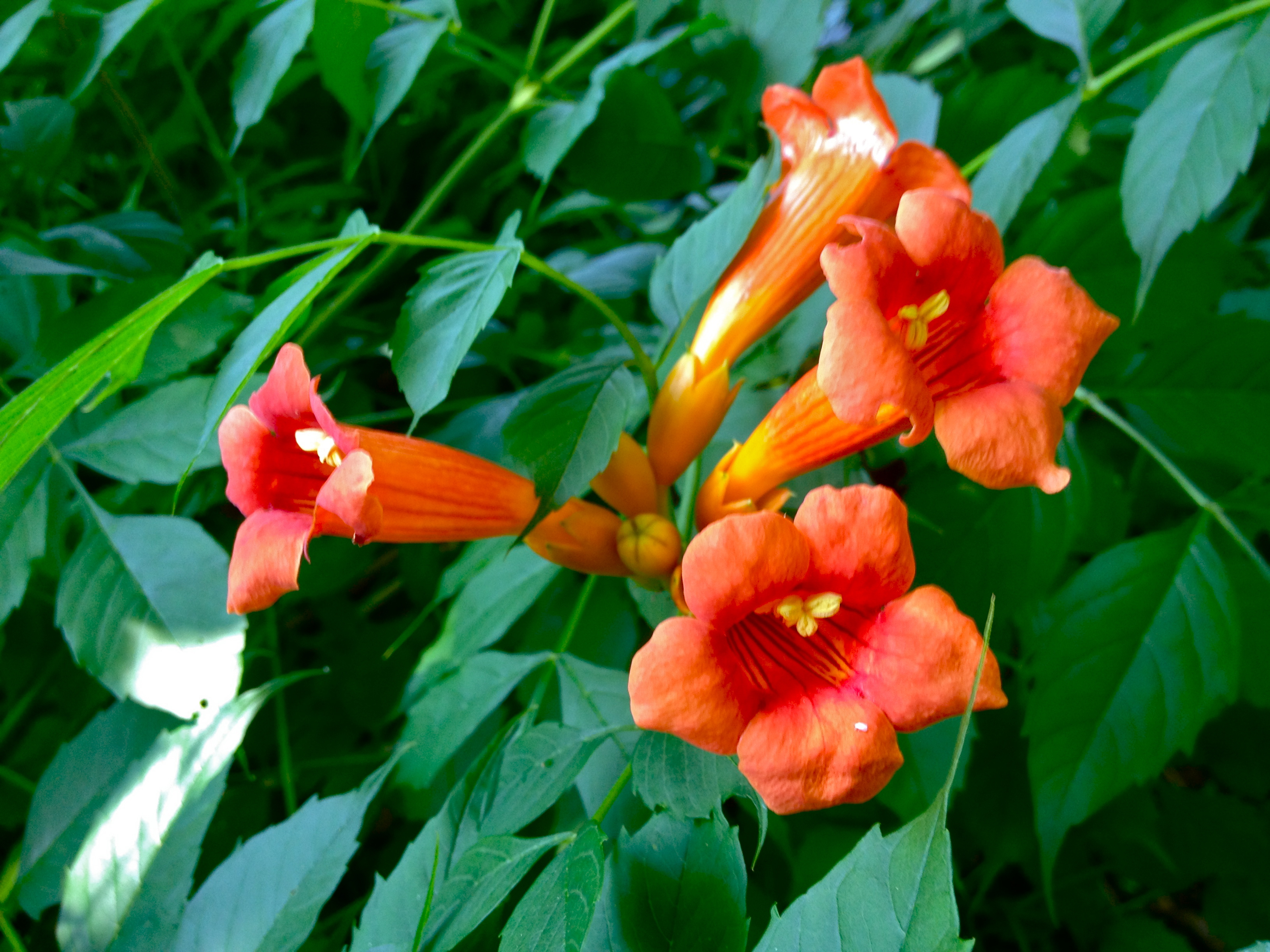 Yellow Trumpet Vine