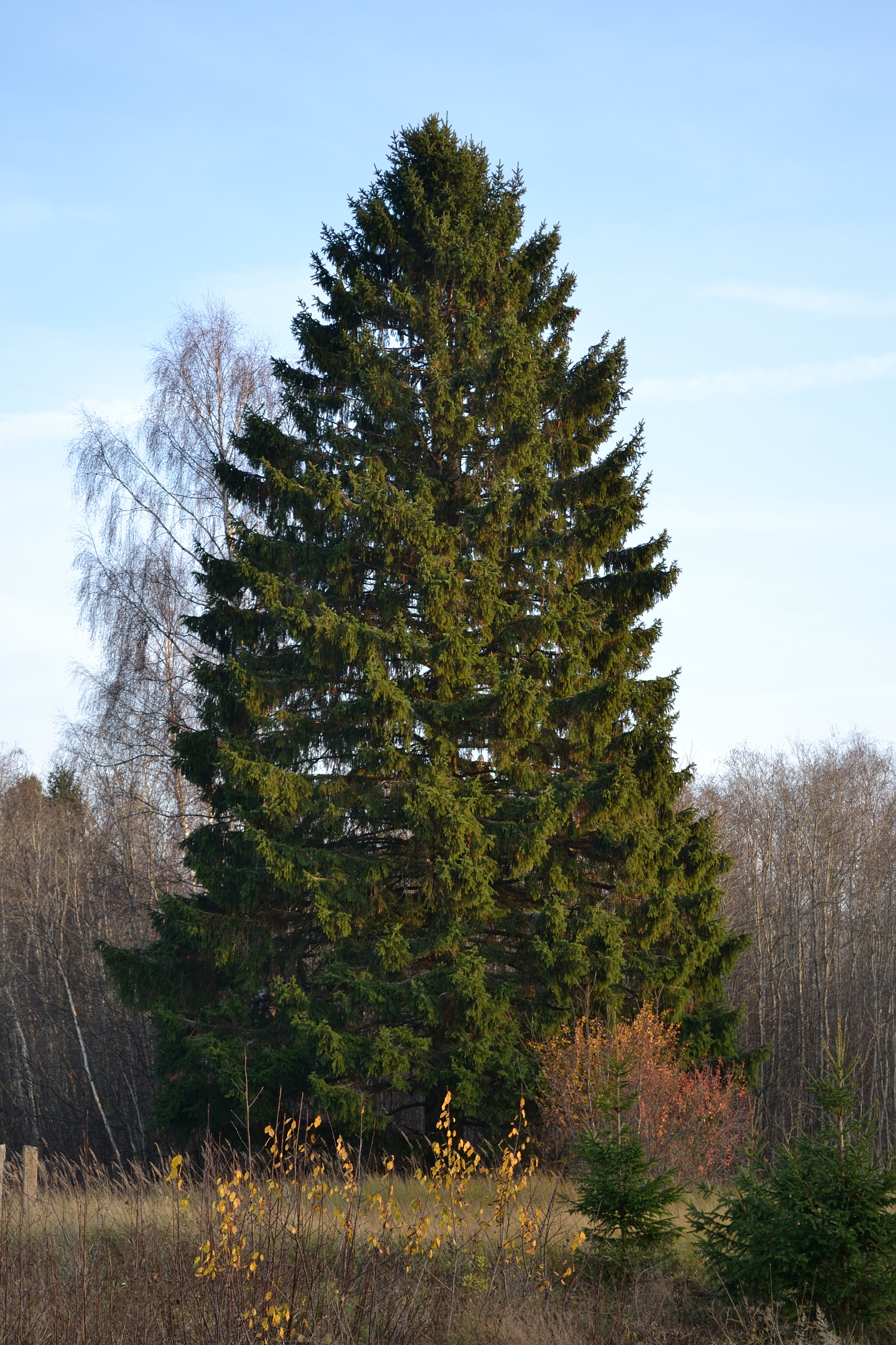 Columnar Norway Spruce