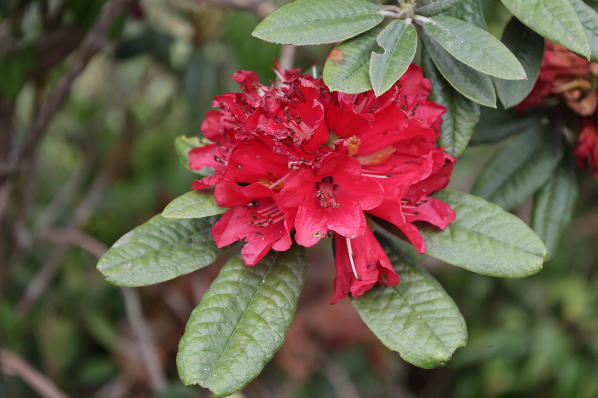Delaware Valley White Azalea