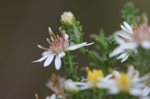 Snow Flurry Aster