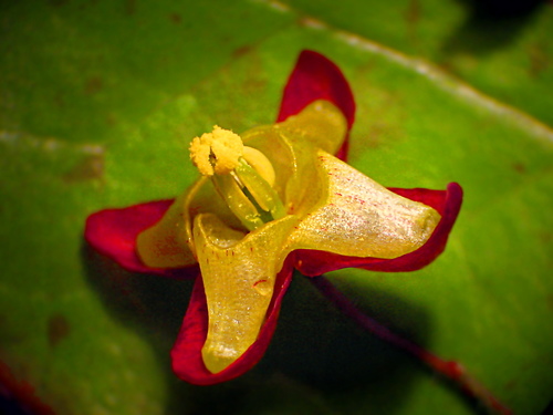 Barrenwort