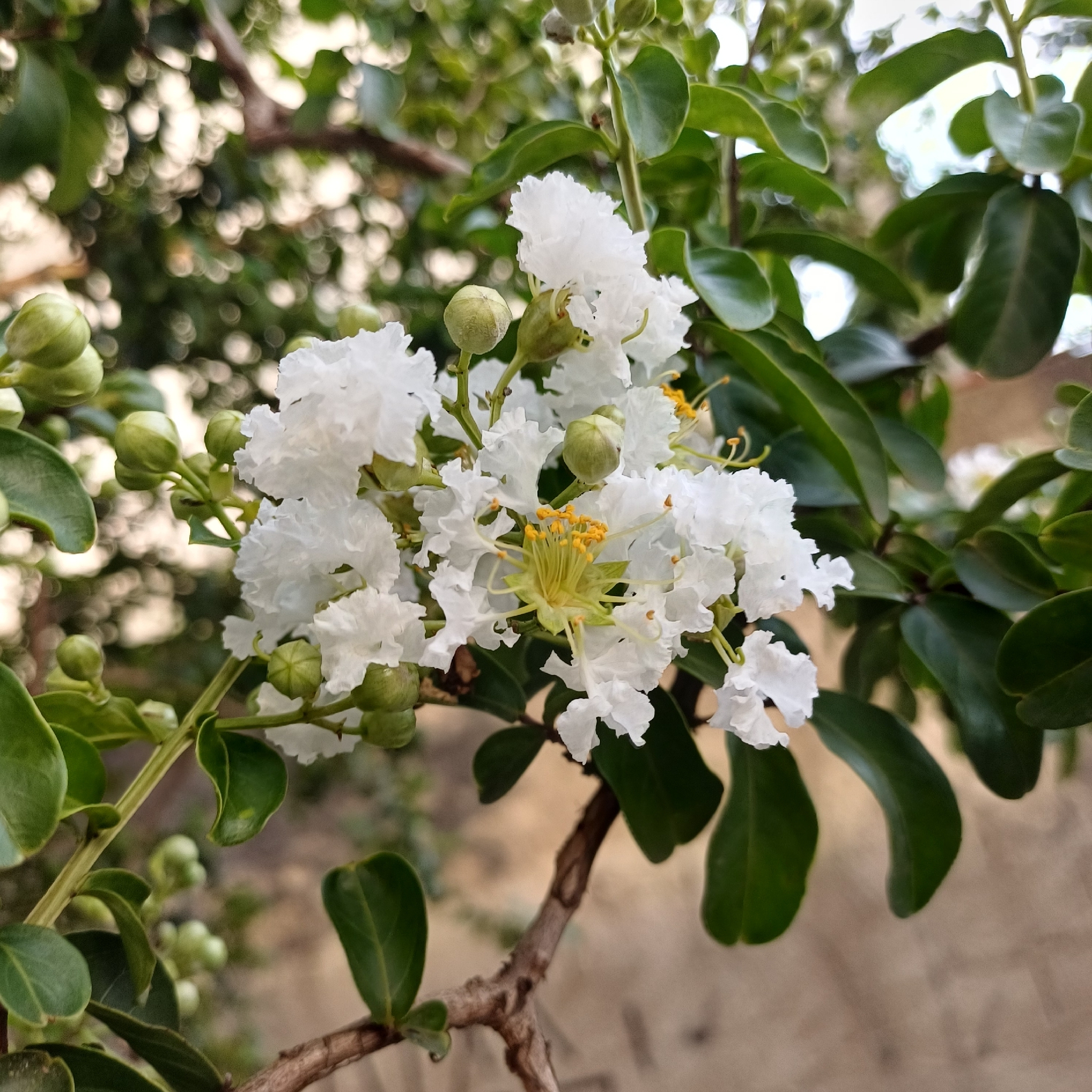Bloomables Crape Myrtle True Bellini Strawberry