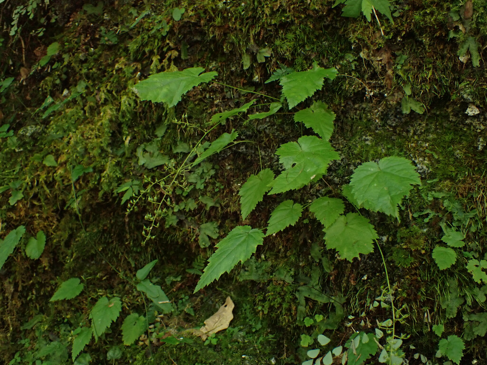 Astilbe