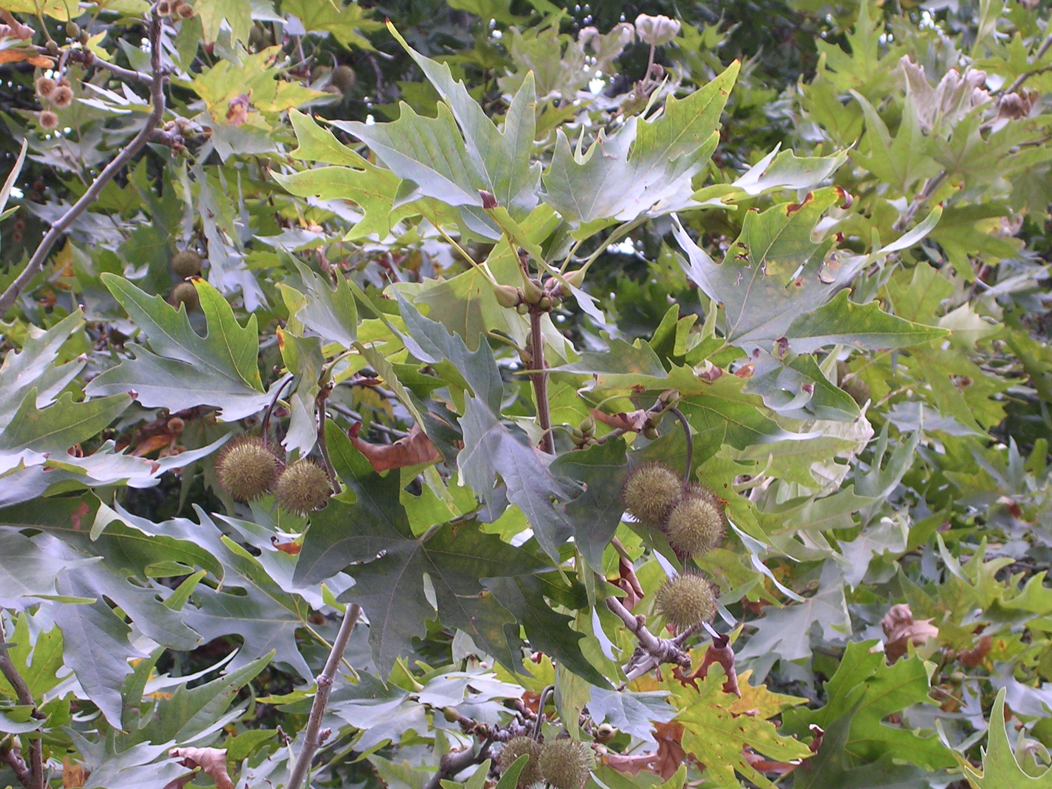 London Planetree 'Exclamation'