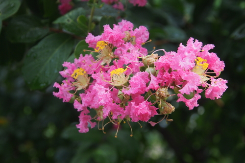 Crape Myrtle 'Tonto'