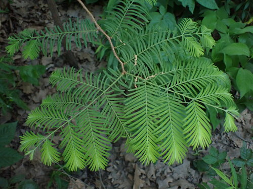 Dawn Redwood 'Matthaei Broom'