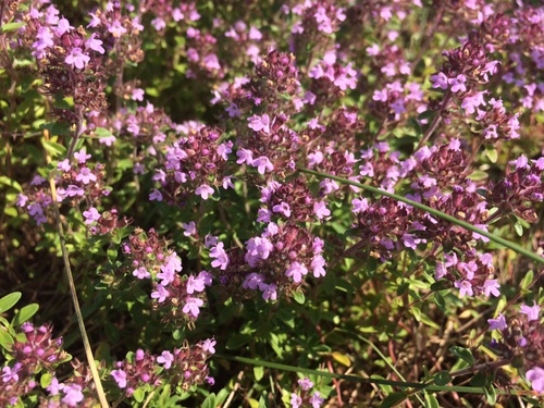 Creeping Thyme