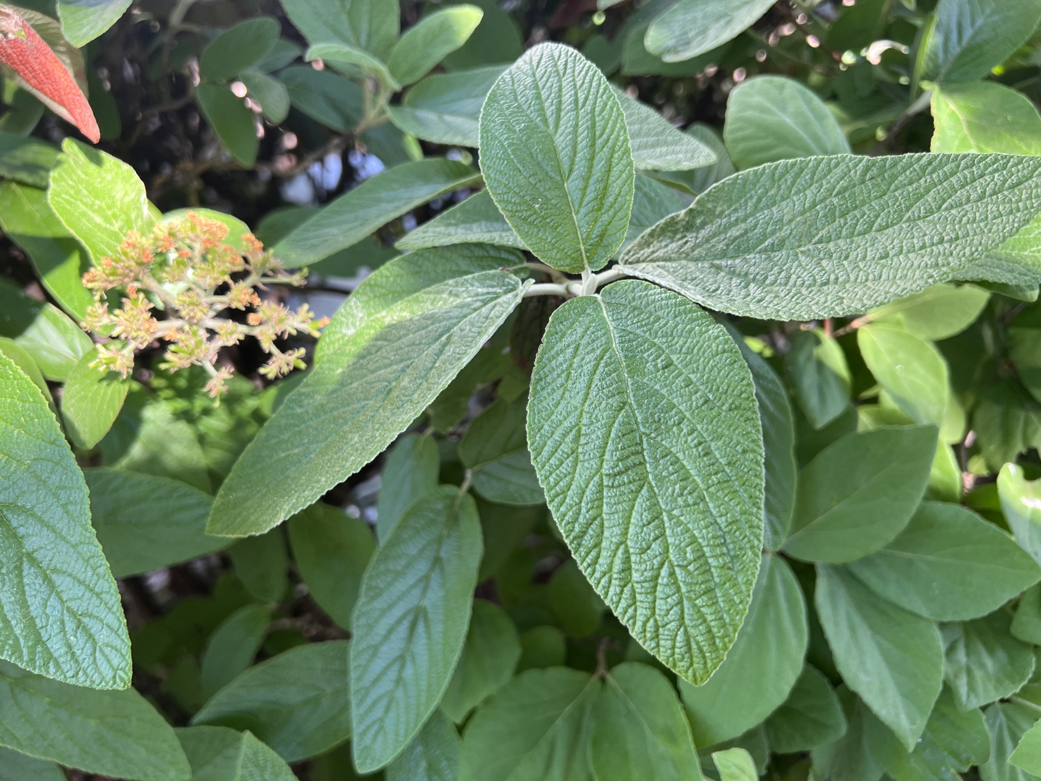 Alleghany Viburnum