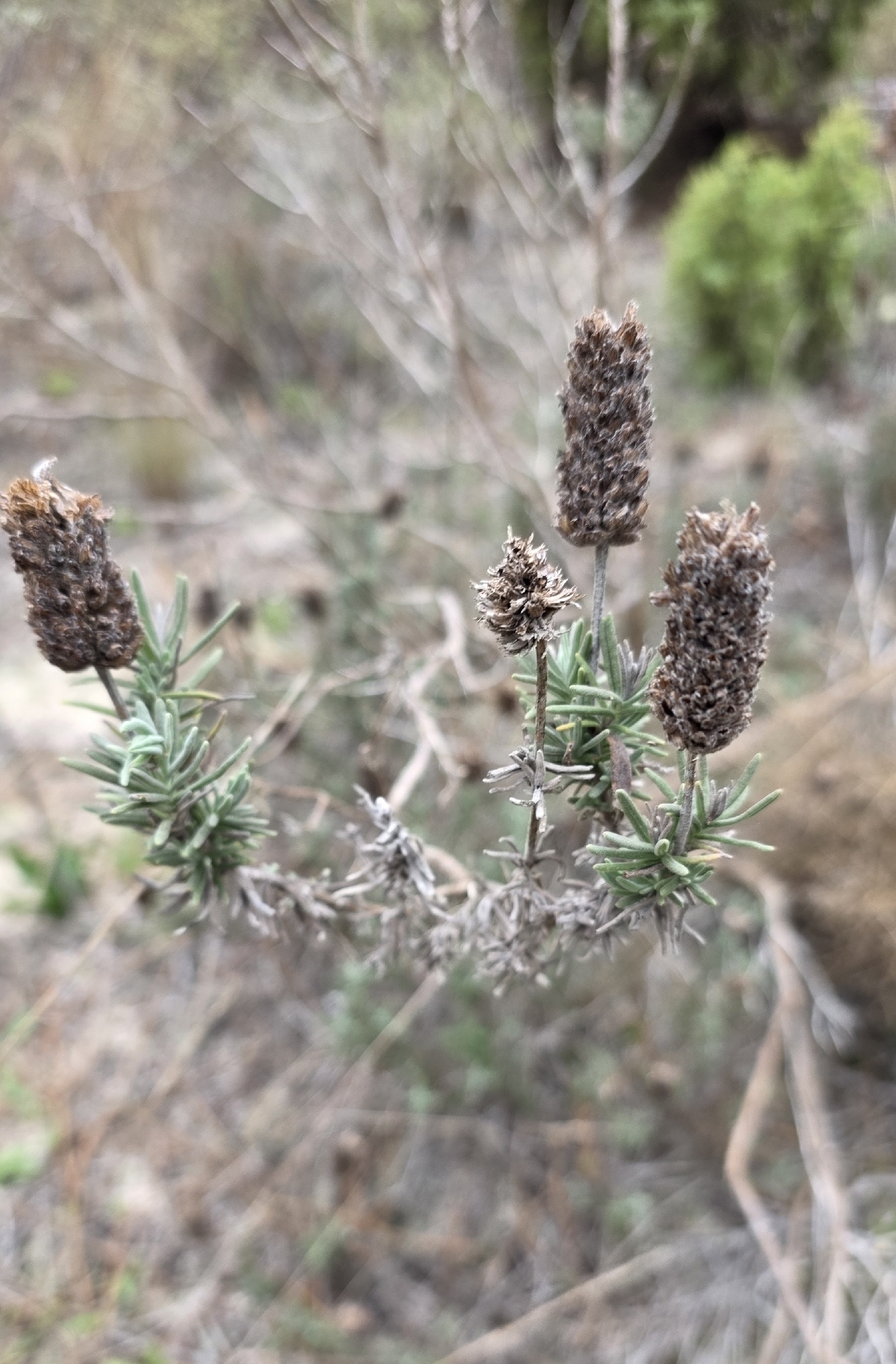 Spanish Lavender True