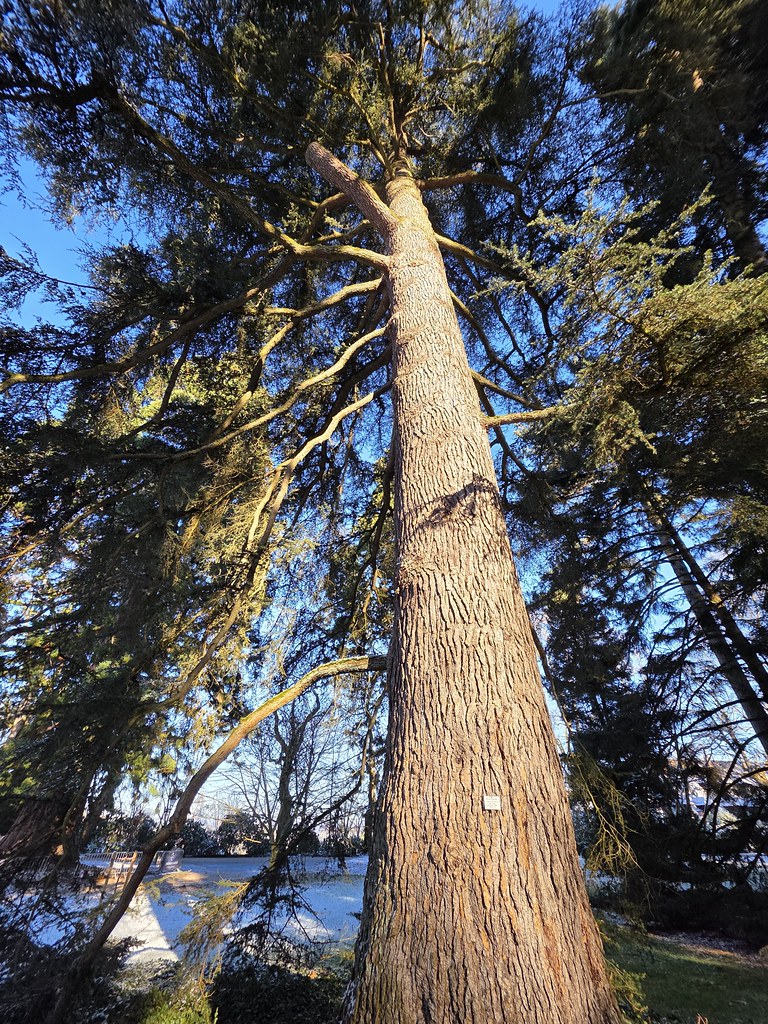 Weeping Blue Atlas Cedar
