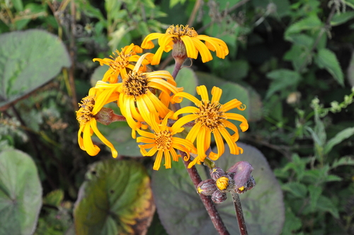 Leopard Plant