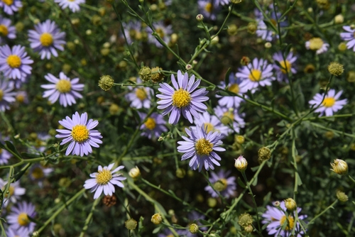 Japanese Aster