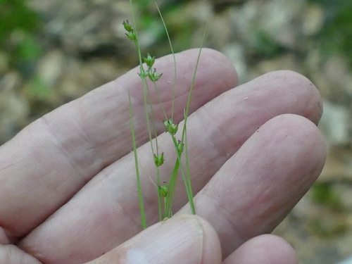 Appalachian Sedge
