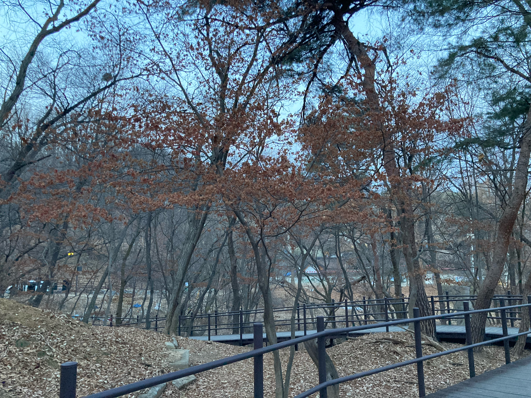 Korean Maple